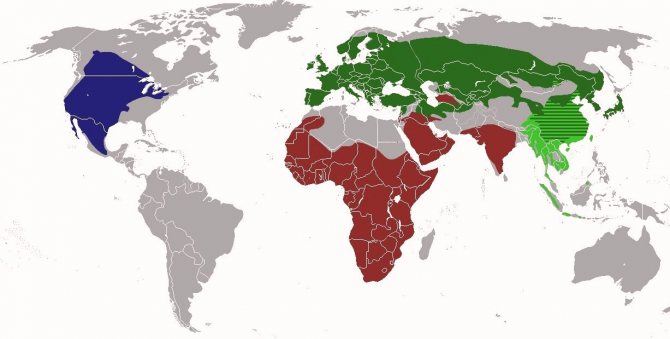Барсук: описание животного, особенности, виды, образ жизни