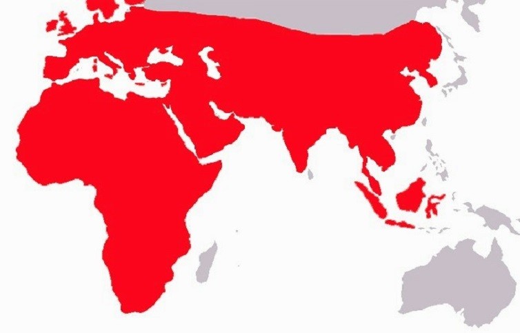 Ареал обитания ежей