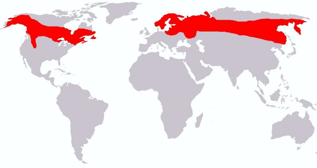 Среда обитания лося
