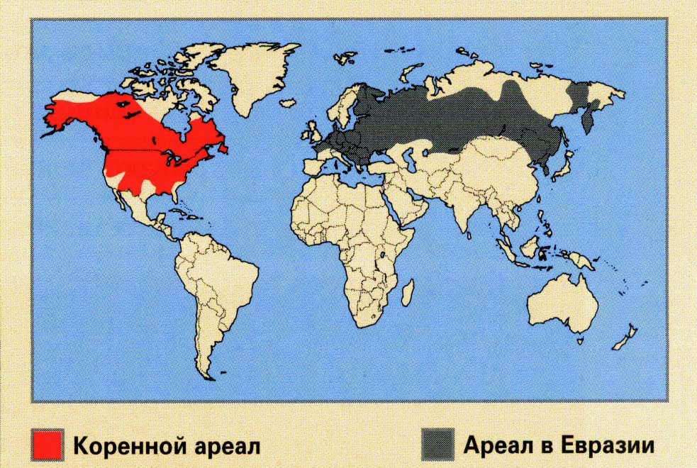 Ареал обитания ондатры