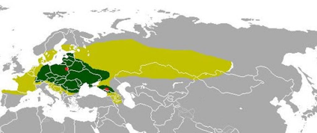 Среда обитания бизонов