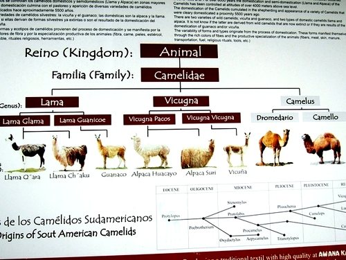 В какой стране встречается животное гуанако