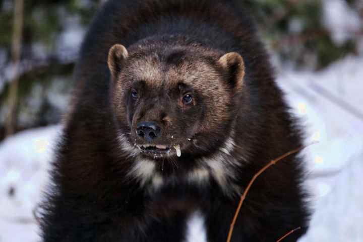 Два самых свирепых и безбашенных зверя в мире - с ними не рискуют связываться ни тигры, ни львы