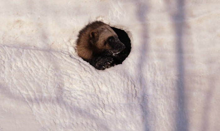 Росомаха в снежной яме