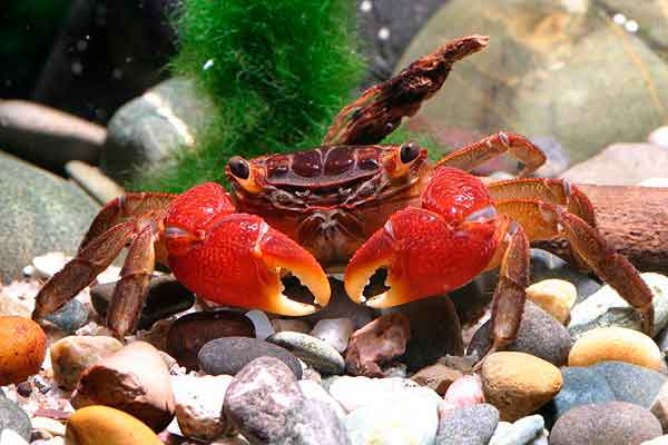Красный мангровый краб: описание, содержание и разведение