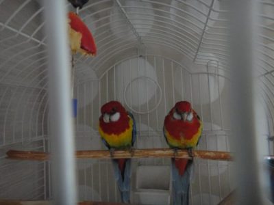 Розелла  описание птицы, особенности, виды, среда обитания