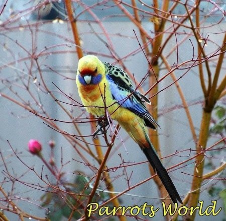 Розелла на ветке