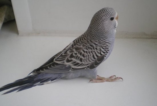 Розовато-лиловые