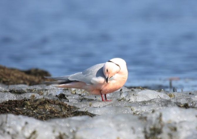 Розовая чайка: где обитает?