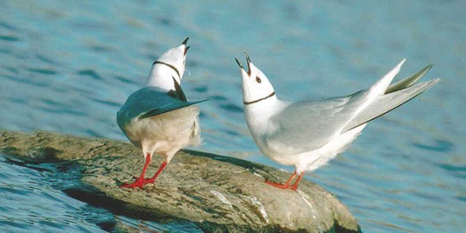 Розовая чайка: где обитает?