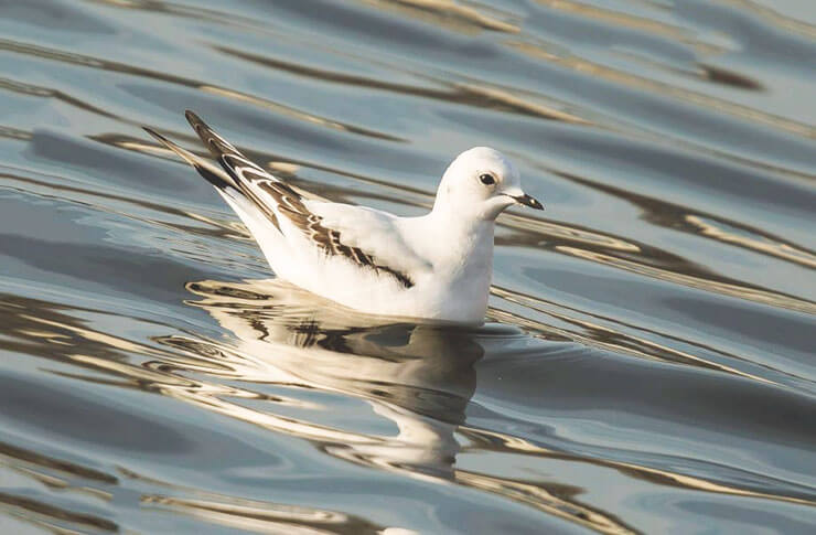 Розовая чайка – арктическая жительница