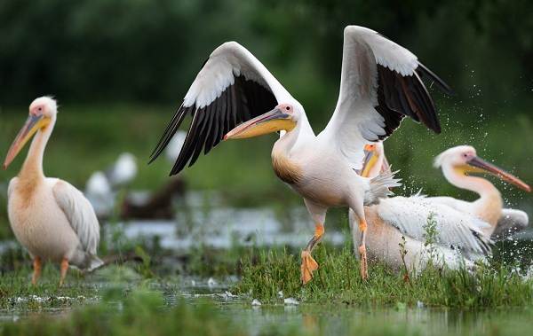 Розовый-пеликан-птица-Описание-особенности-образ-жизни-и-среда-обитания-7