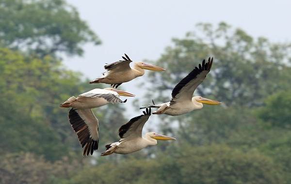 Розовый-пеликан-птица-Описание-особенности-образ-жизни-и-среда-обитания-8