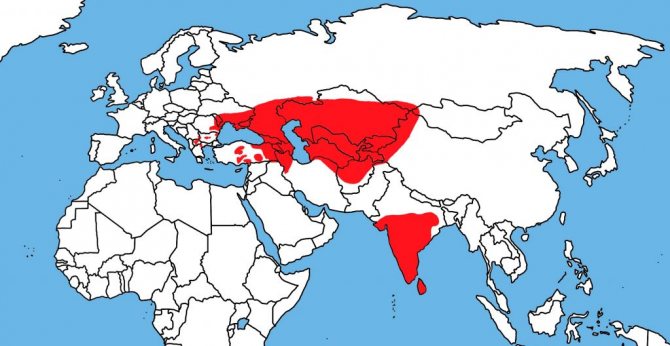 Розовый скворец исп.jpg