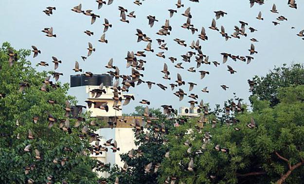 розовый скворец в поисках пищи способен совершать