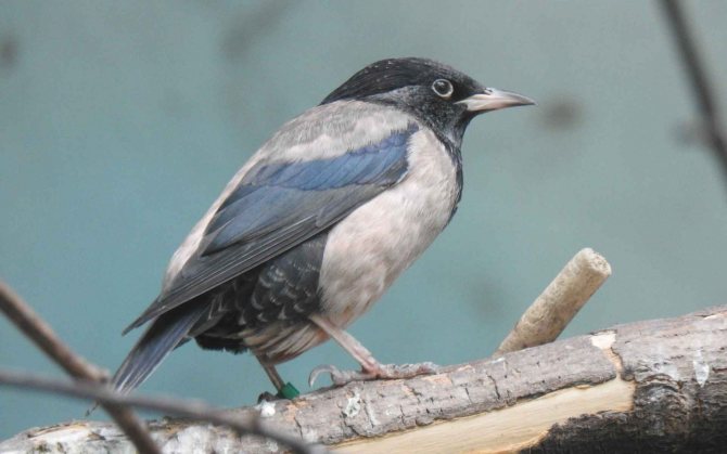 Розовый скворец