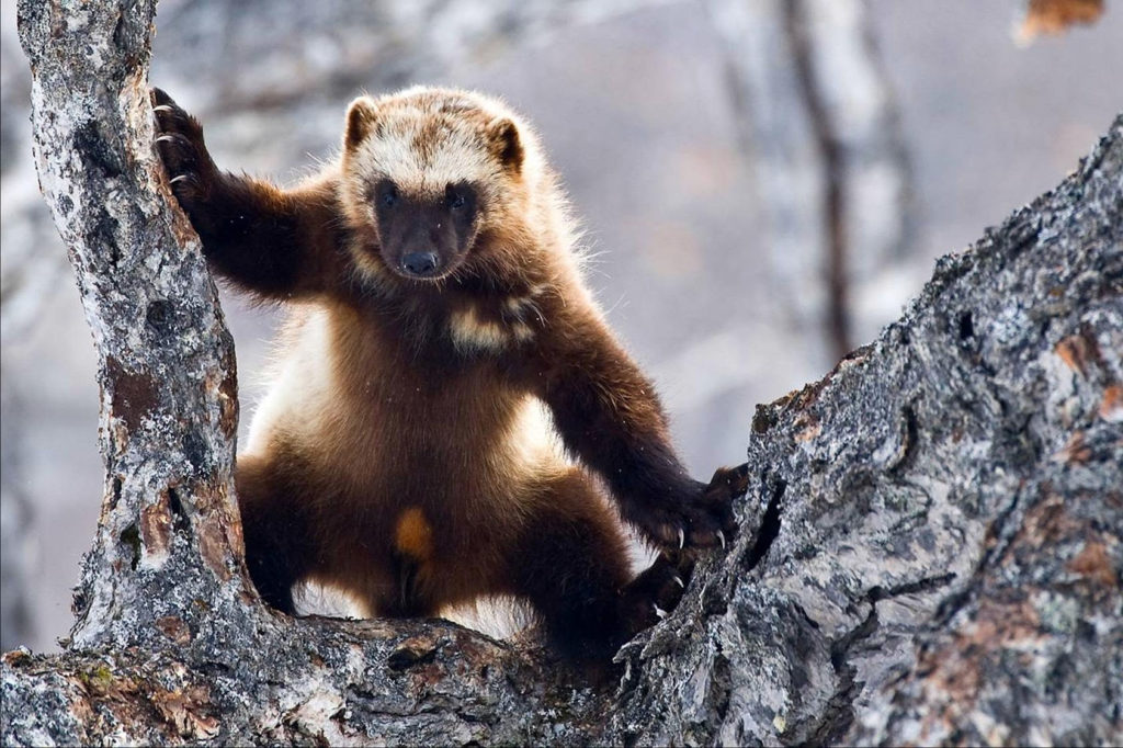 Росомаха на дереве