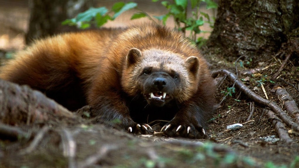 Росомаха на охоте