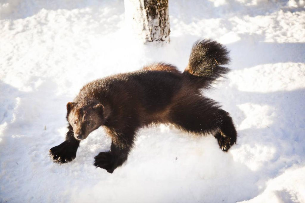 Росомаха и снег