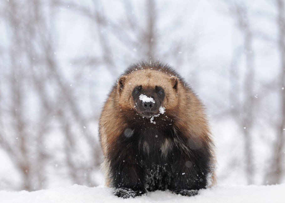 Росомаха, вид спереди