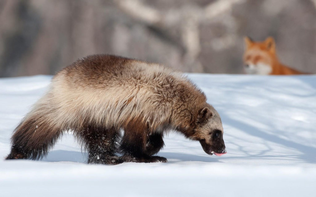 Росомаха зимой
