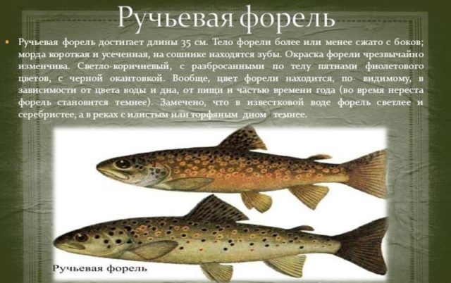 Ручьевая форель