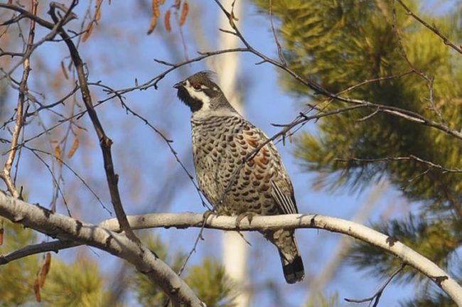 Как манить рябчика манком