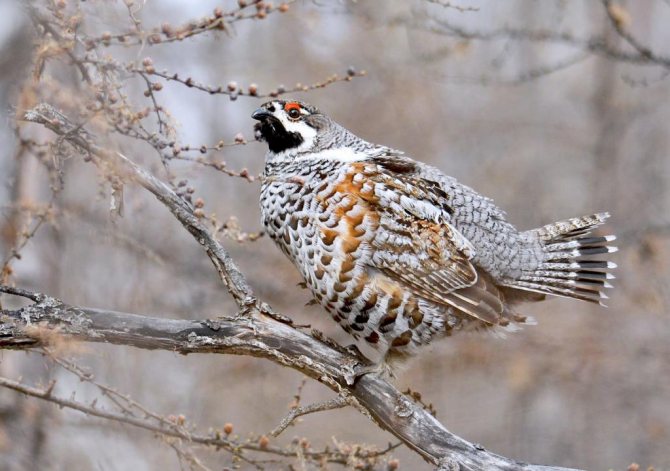 Рябчик на дереве