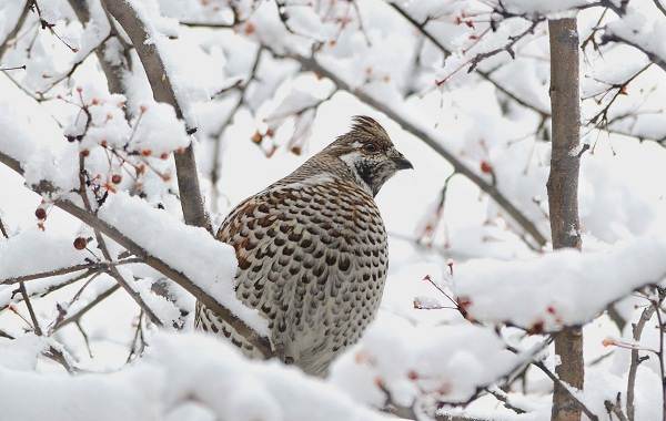 Среда обитания рябчиков и черты тетерева-22