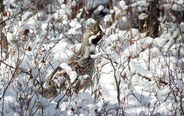 Среда обитания и особенности тетерева-птицы-23