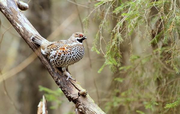 Среда обитания и особенности тетерева-птицы-24