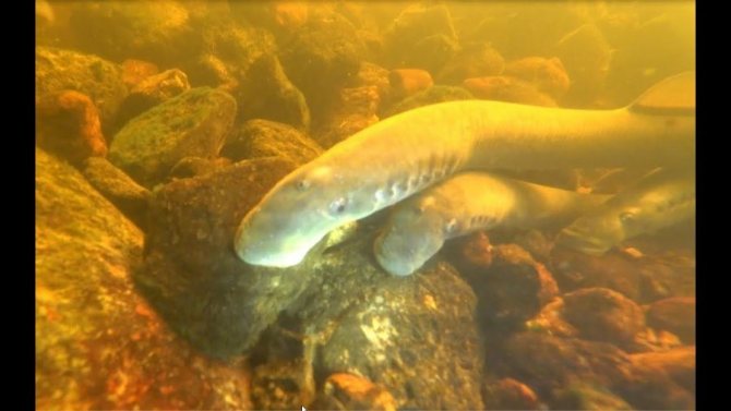 Рыба минога: что это, как выгядит, где водится и чем питается