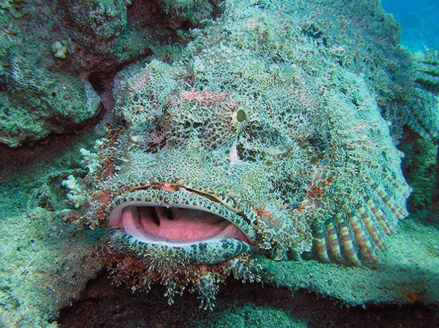 Рыба-камень (бородавчатка)