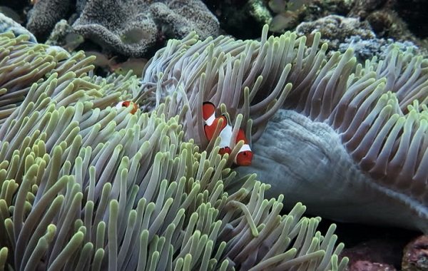 Интересные факты о рыбе-клоуне