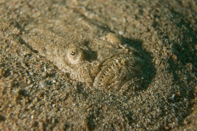 рыба корова, почти закопавшаяся в песок