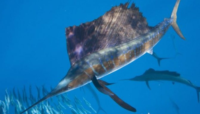 рыба парусник