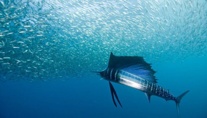 рыба парусник