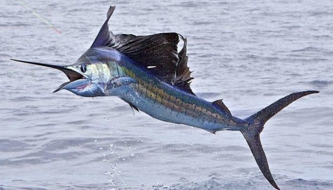 рыба парусник