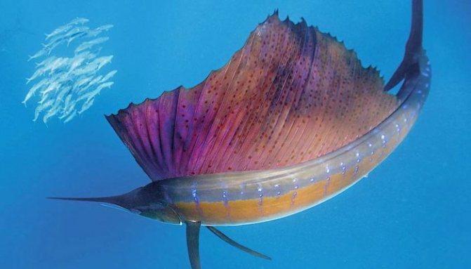 рыба парусник