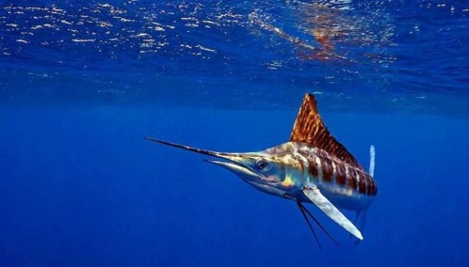 рыба парусник