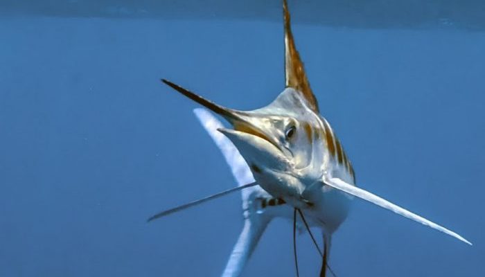 рыба парусник