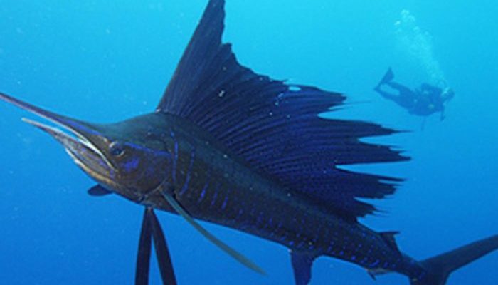 рыба парусник