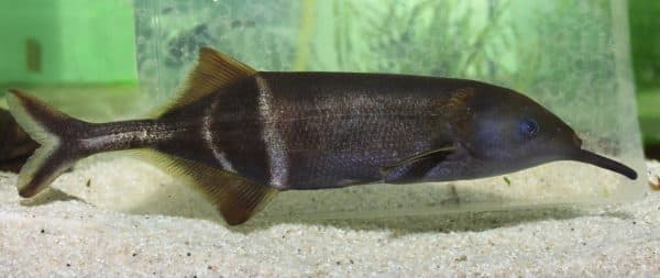 Рыба-слон (Gnathonemus petersii): содержание, разведение