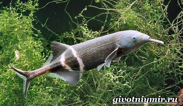 Рыба-слон-Образ-жизни-и-среда-обитания-рыбы-слон-1