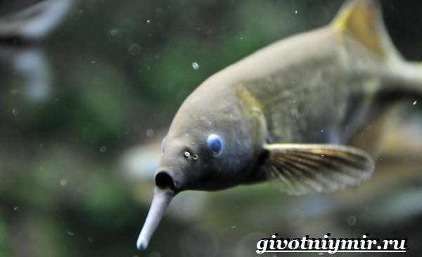 Рыба-слон-Образ-жизни-и-среда-обитания-рыбы-слон-2