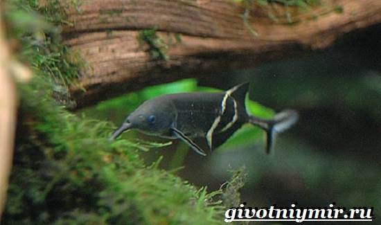 Рыба-слон-Образ-жизни-и-среда-обитания-рыбы-слон-3