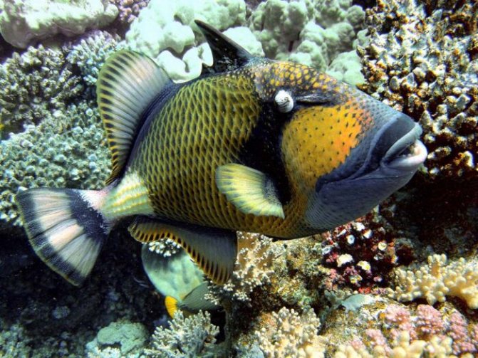 Спинорог клоун: описание,содержание,кормление,совместимость