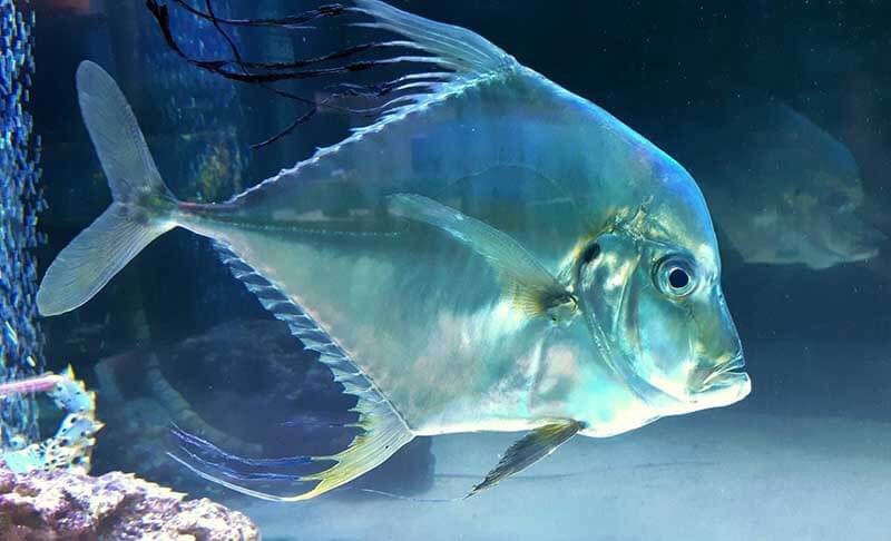 Рыбная икра DEFA - рыба и морепродукты оптом