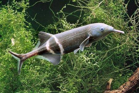 рыбка слоник в аквариуме среди растений