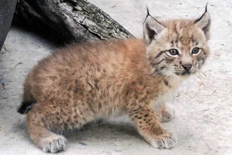 29 интересных фактов о рыси